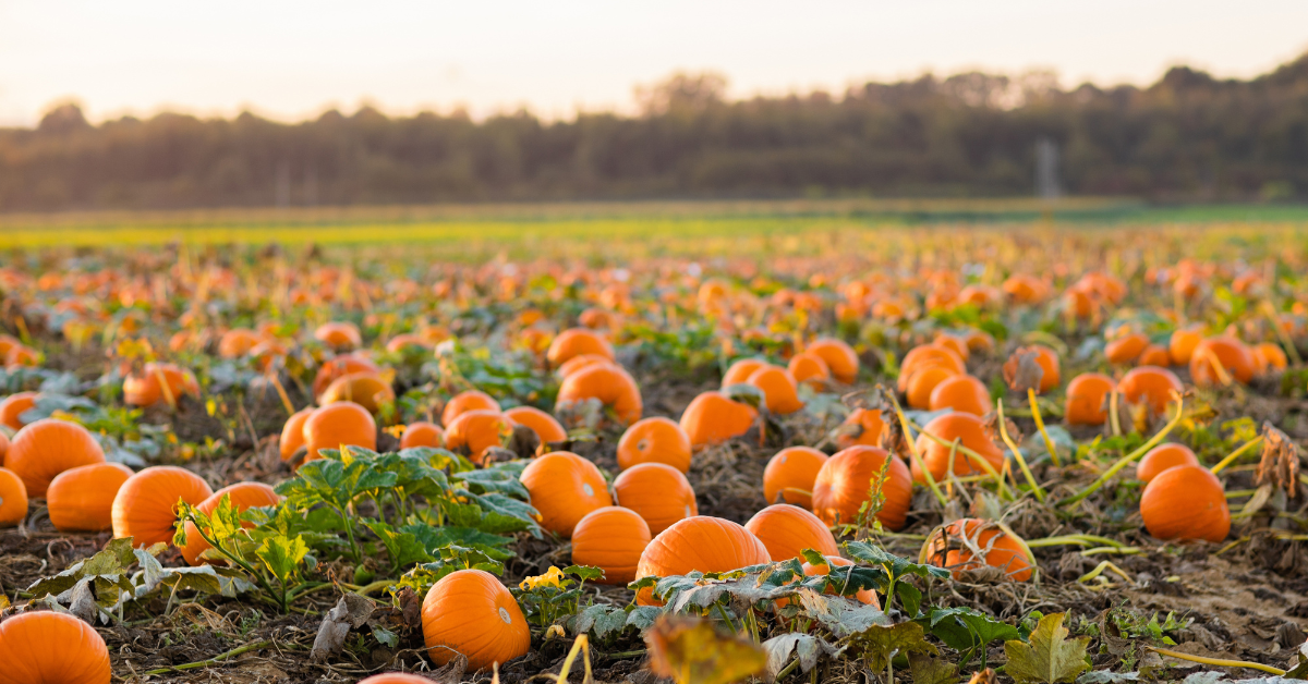 Pumpkin Patches and Apple Orchards Near Myrtle Beach, SC